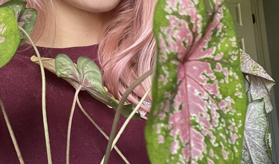 Photo of the plant species Pink Beauty by @pinky_plant named Pink Pussy on Greg, the plant care app