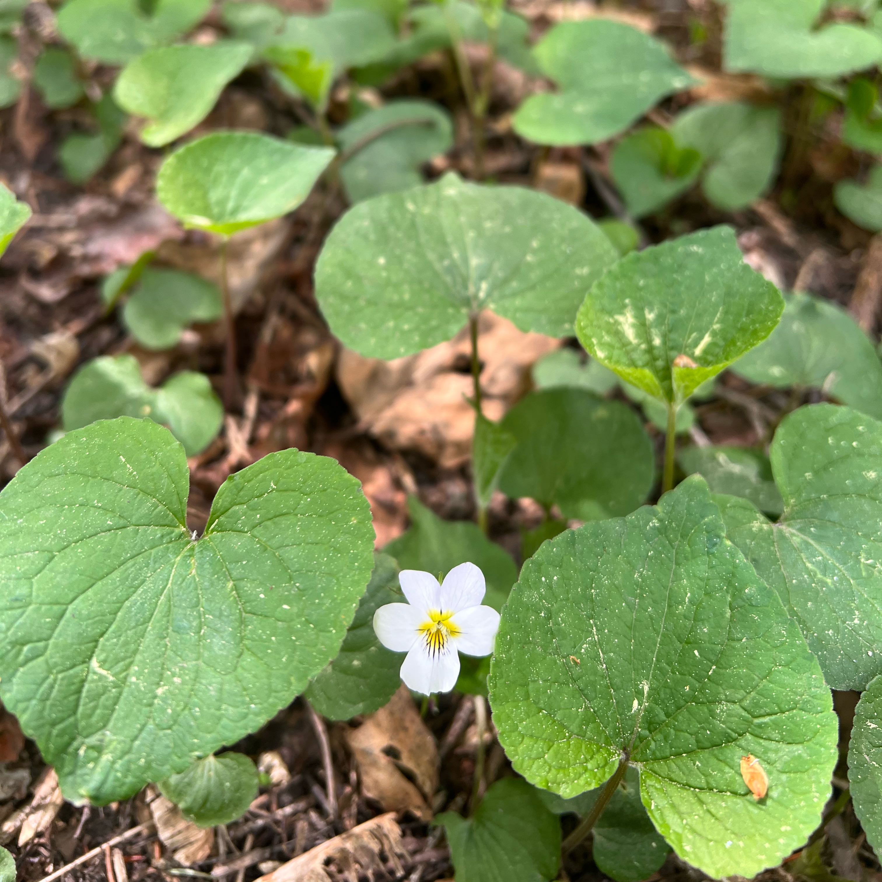 Photo of the plant species Canada Violet by @FamedSkimmia65 named Curie on Greg, the plant care app