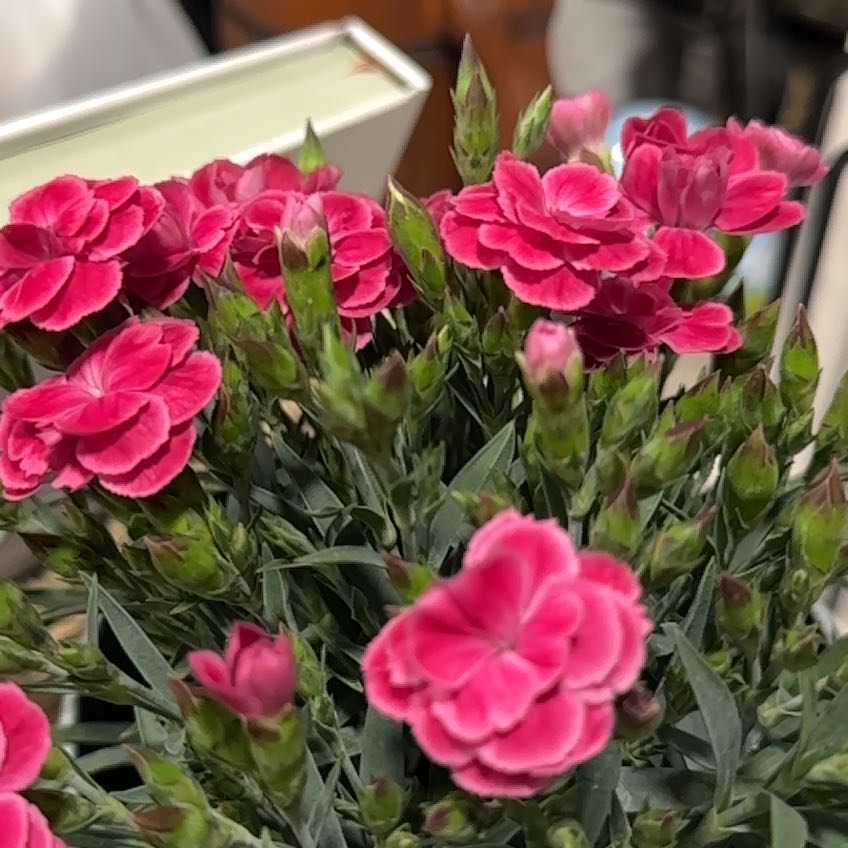 Photo of the plant species Dianthus 'Peman Fancy Cerise' by @SuaveGreyknight named Sproutacus on Greg, the plant care app