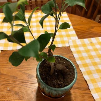 Ficus Ginseng plant in Evansville, Indiana