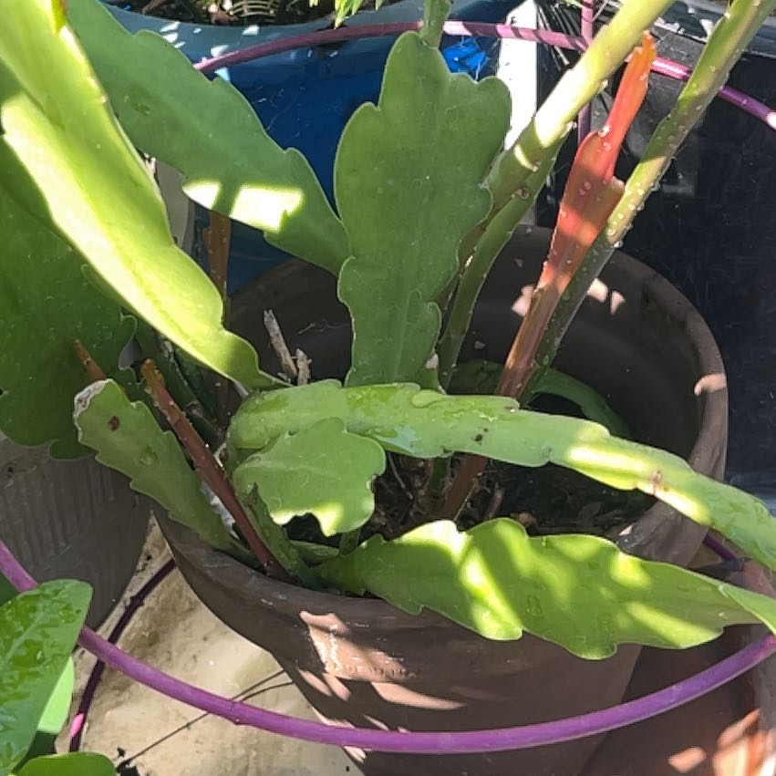 Photo of the plant species Red Orchid Cactus by @WinRockweed57 named Luna on Greg, the plant care app