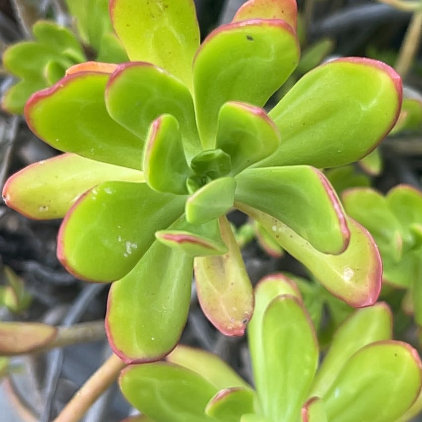 Photo of the plant species Tree Stonecrop by @WinRockweed57 named Xena on Greg, the plant care app