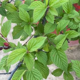 Photo of the plant species Nanking Cherry by @WinRockweed57 named Winston on Greg, the plant care app