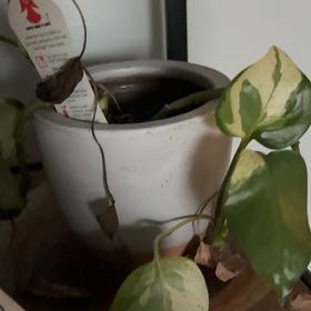 Photo of the plant species Pothos Glacier by @SpicyPlantMom named Carmine on Greg, the plant care app