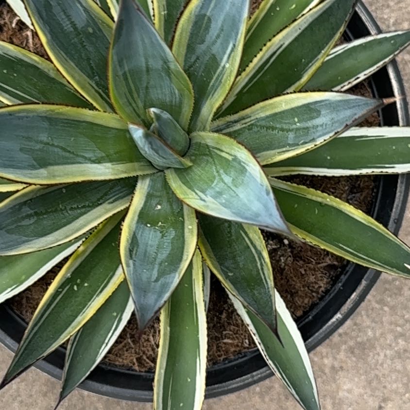 Photo of the plant species Caribbean Agave by @HotSalsa9 named Homer on Greg, the plant care app