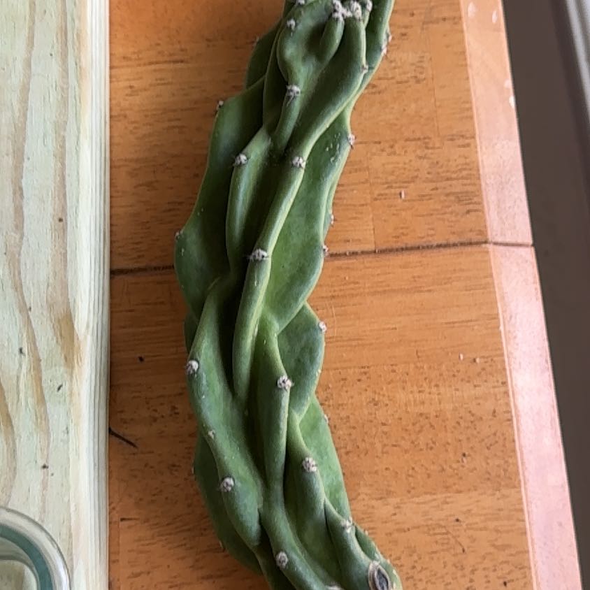 Photo of the plant species Monstrose Cactus by @HotSalsa9 named McKinley on Greg, the plant care app