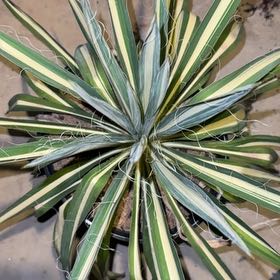 Photo of the plant species Succulent by @HotSalsa9 named 9/11 on Greg, the plant care app