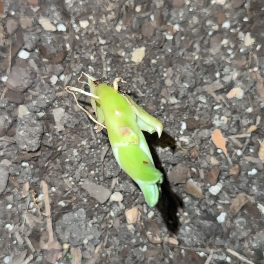 Photo of the plant species Variegated Agave celsii by @HotSalsa9 named Down Bad Patrol on Greg, the plant care app