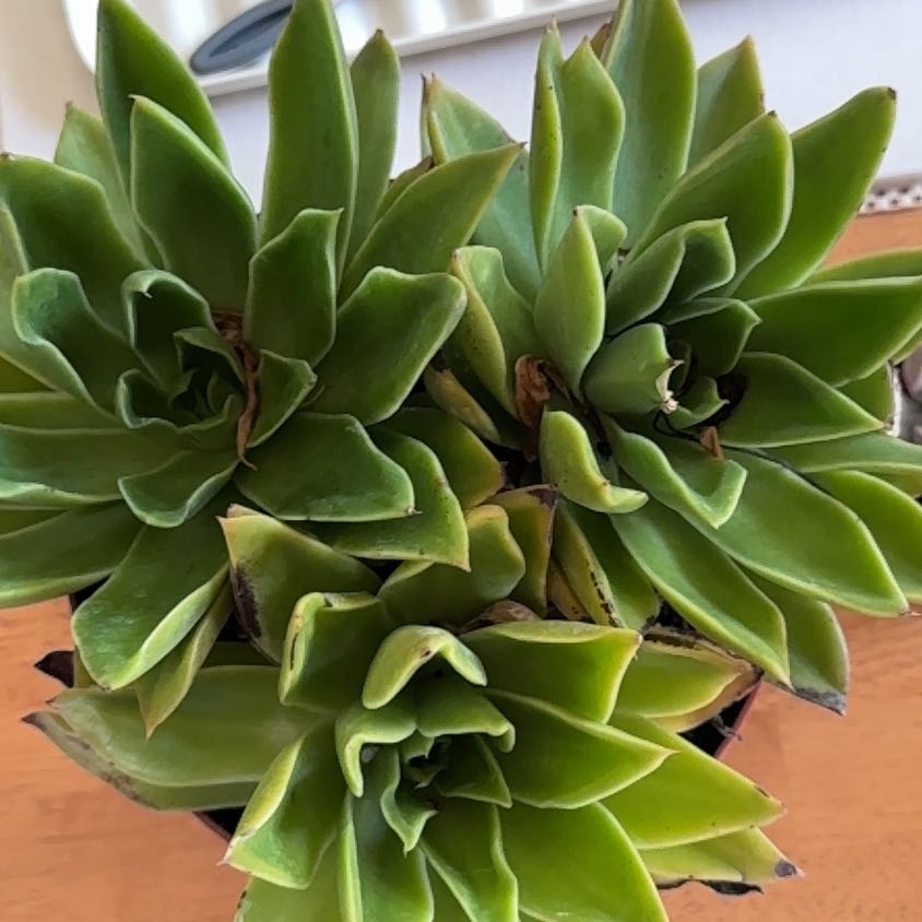Photo of the plant species Sucula by @HotSalsa9 named Naomi on Greg, the plant care app