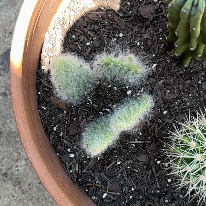 Photo of the plant species Snow Fuzzy by @HotSalsa9 named Snowy Fluff on Greg, the plant care app
