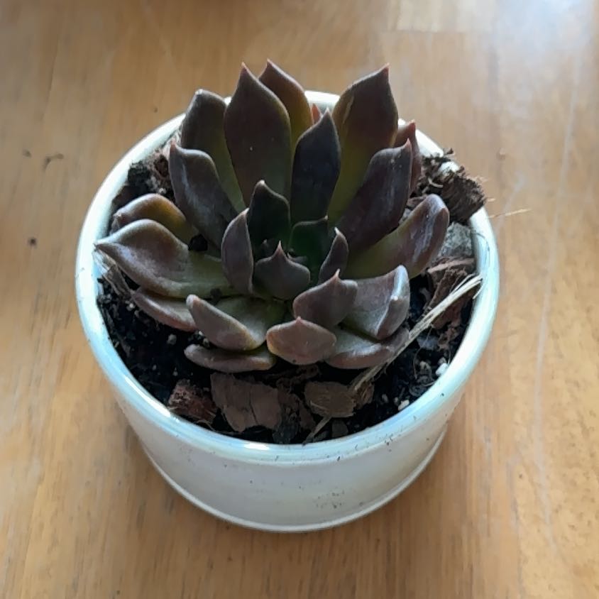 Photo of the plant species Black Knight by @HotSalsa9 named Goth Pearl on Greg, the plant care app