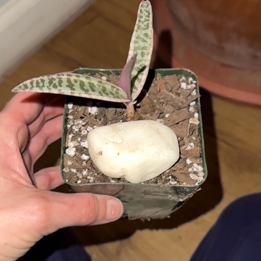 Photo of the plant species Variegated Silver Squill by @HotSalsa9 named Winston on Greg, the plant care app