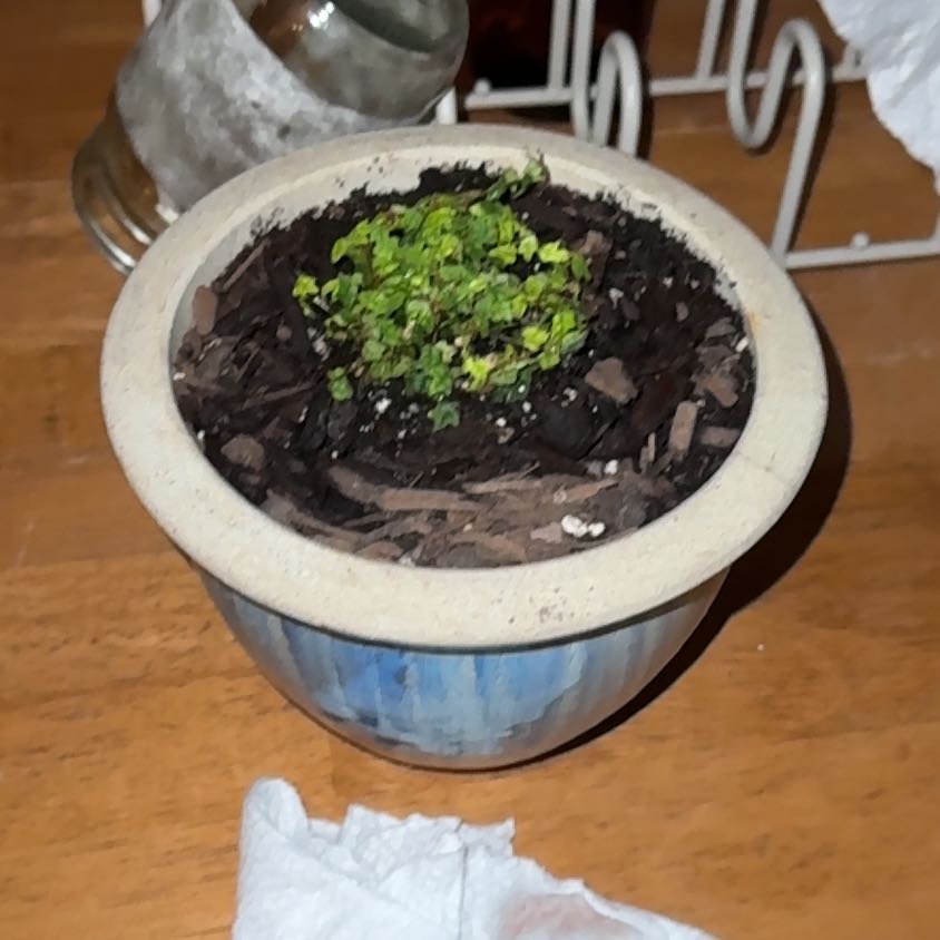 Photo of the plant species Ficus 'String of Frogs' by @HotSalsa9 named Woody on Greg, the plant care app