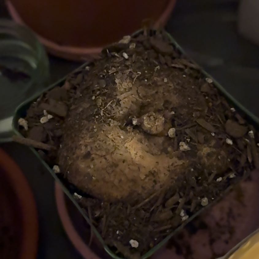 Photo of the plant species Stephania Cephalantha Bulb by @HotSalsa9 named Morgan on Greg, the plant care app