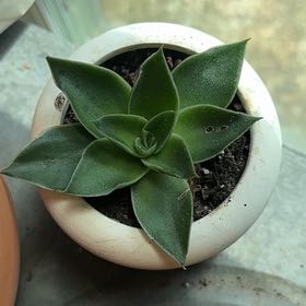 Photo of the plant species Sucula by @HotSalsa9 named Hope on Greg, the plant care app