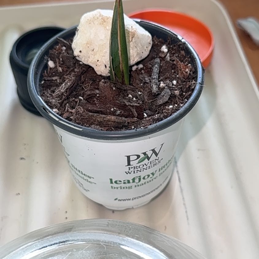 Photo of the plant species Caribbean Agave by @HotSalsa9 named Parker on Greg, the plant care app