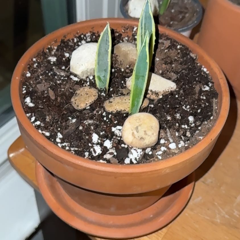 Photo of the plant species Variegated Agave by @HotSalsa9 named Robert Plant on Greg, the plant care app
