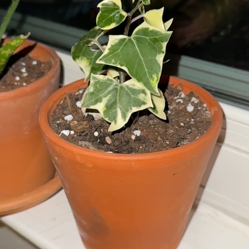 Photo of the plant species English Ivy variegated by @HotSalsa9 named Ivy on Greg, the plant care app