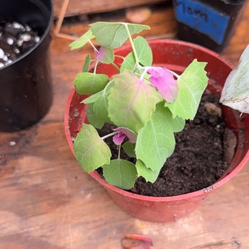 Photo of the plant species Lateflowering Goosefoot by @HotSalsa9 named Spike Leaves on Greg, the plant care app