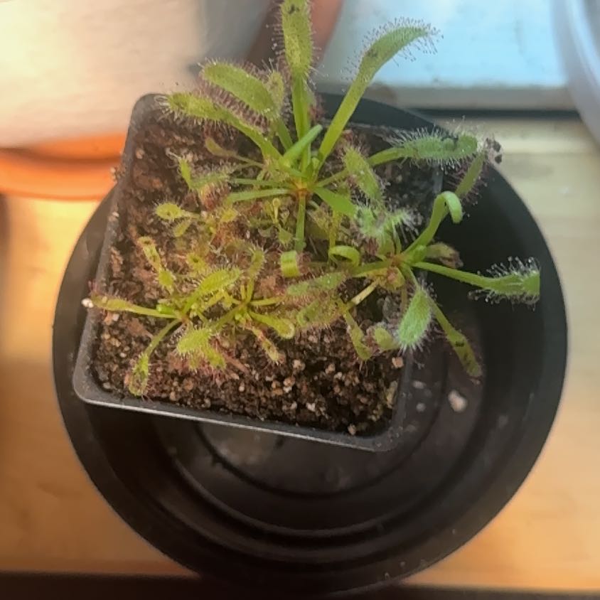 Photo of the plant species Cape Sundew by @HotSalsa9 named Prince on Greg, the plant care app