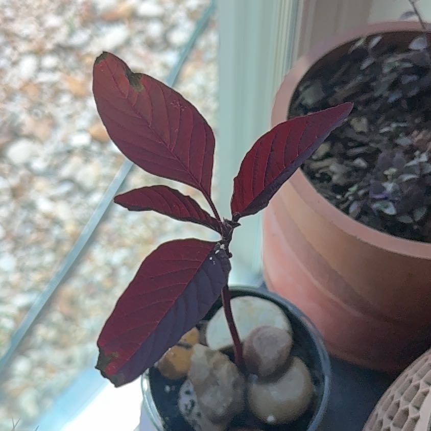Photo of the plant species Amaranthus Cruentus by @HotSalsa9 named Charles on Greg, the plant care app