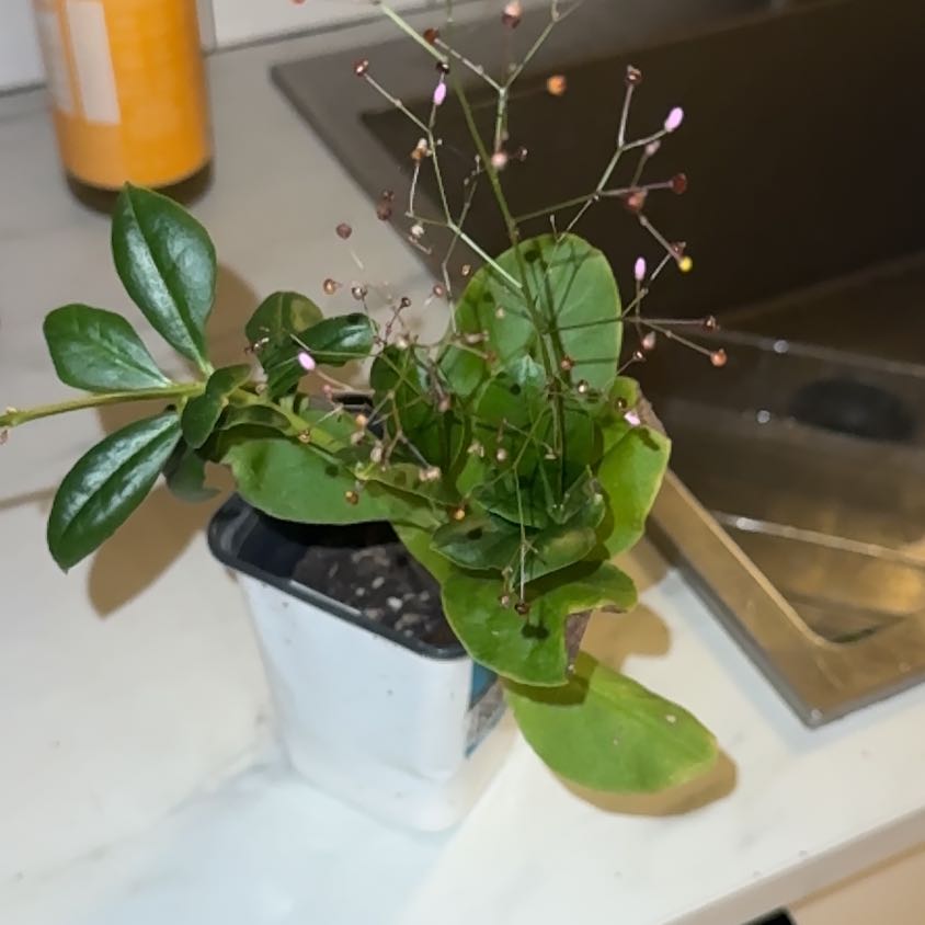 Photo of the plant species Jewels of Opar by @HotSalsa9 named Medusa on Greg, the plant care app