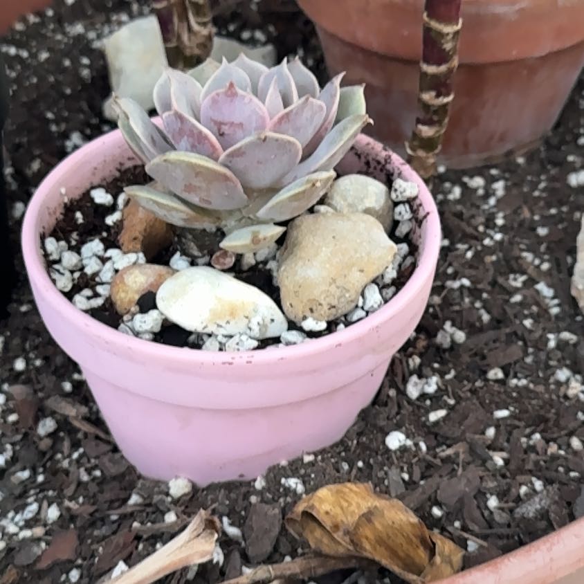 Photo of the plant species Echeveria 'Pink Diamond' by @HotSalsa9 named Rihanna on Greg, the plant care app