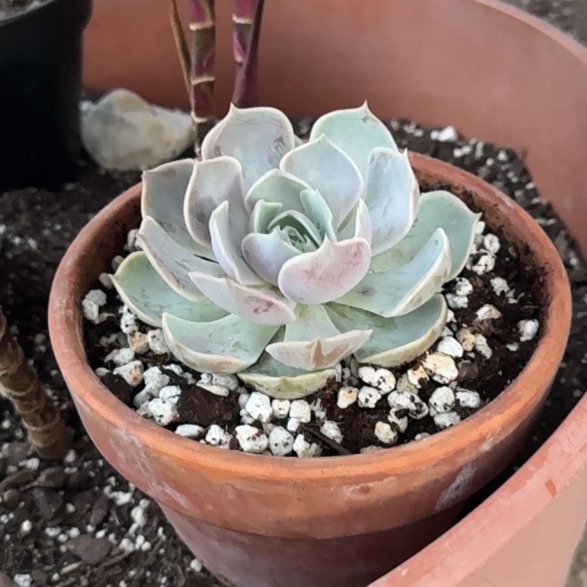 Photo of the plant species Echeveria 'Dusty Rose' by @HotSalsa9 named Fernie Saunders on Greg, the plant care app