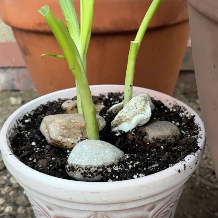 Photo of the plant species Green Onion by @HotSalsa9 named Hamilton on Greg, the plant care app