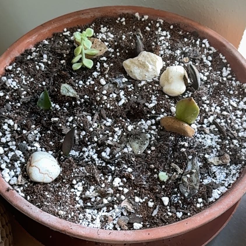 Photo of the plant species Assorted Succulents by @HotSalsa9 named Taylor Swift on Greg, the plant care app
