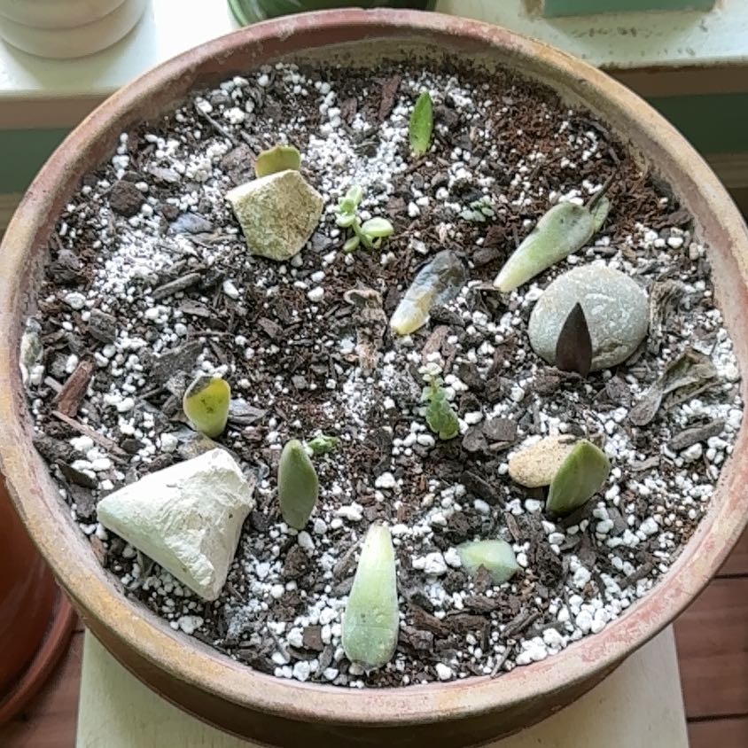 Photo of the plant species Assorted Succulents by @HotSalsa9 named Medusa on Greg, the plant care app