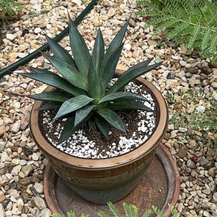 Photo of the plant species Agave Blue Glow by @HotSalsa9 named Naya on Greg, the plant care app