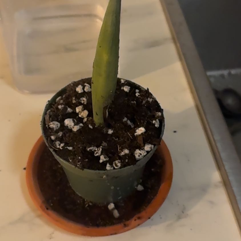 Photo of the plant species Agave Blue Glow by @HotSalsa9 named Della on Greg, the plant care app