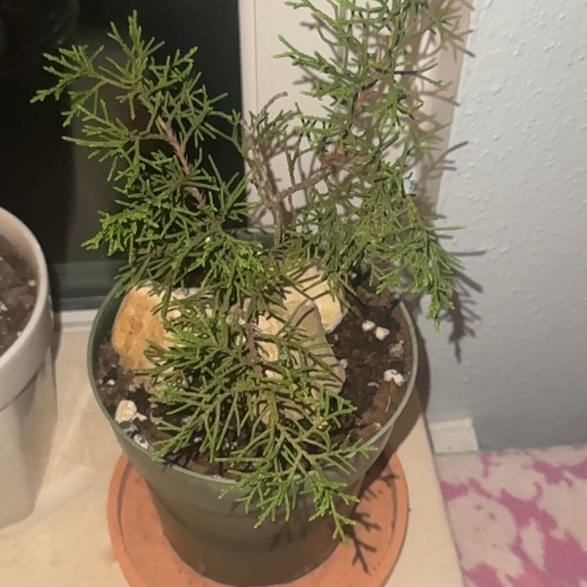 Photo of the plant species Arizona Cypress 'Conica' by @HotSalsa9 named Surya on Greg, the plant care app