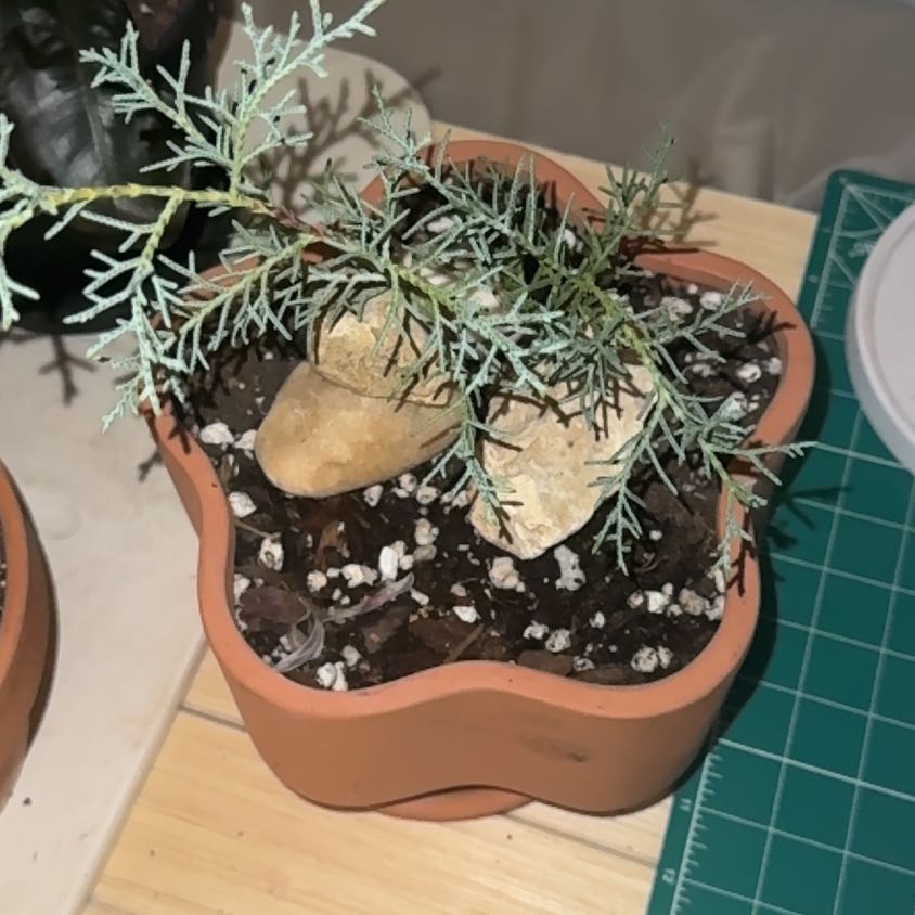 Photo of the plant species Blue Ice Cypress by @HotSalsa9 named Oscar on Greg, the plant care app