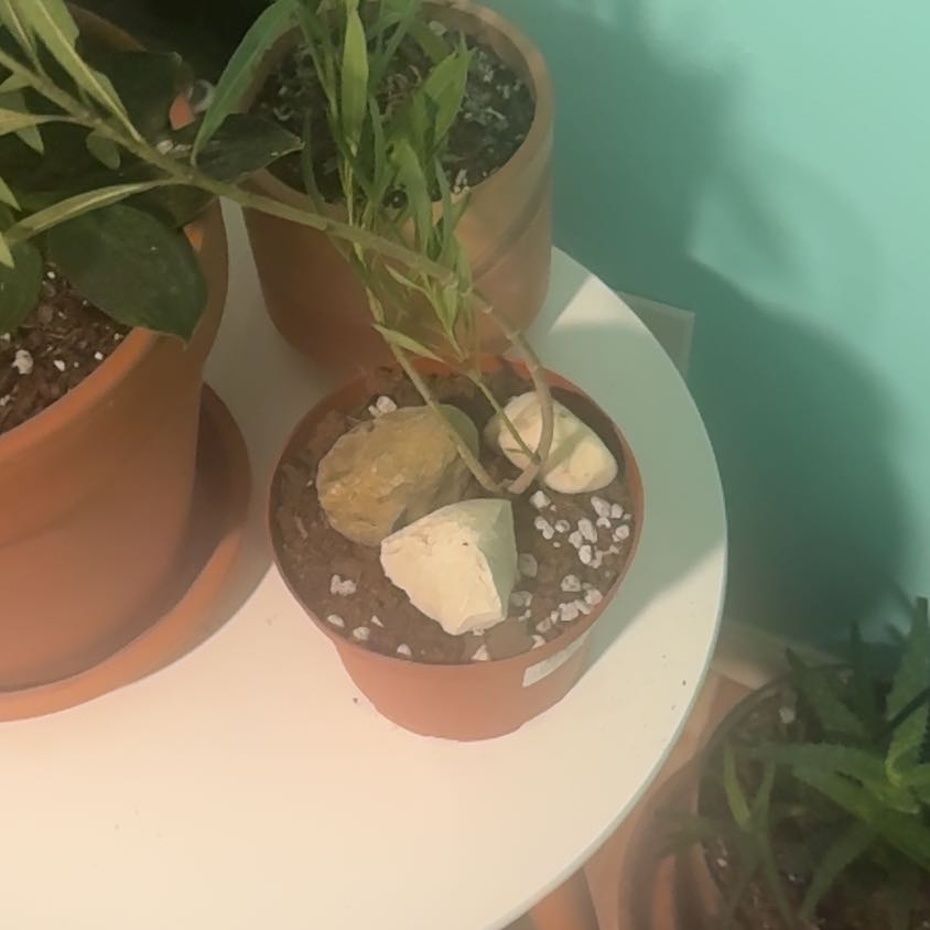 Photo of the plant species Oleander by @HotSalsa9 named Oleander II on Greg, the plant care app