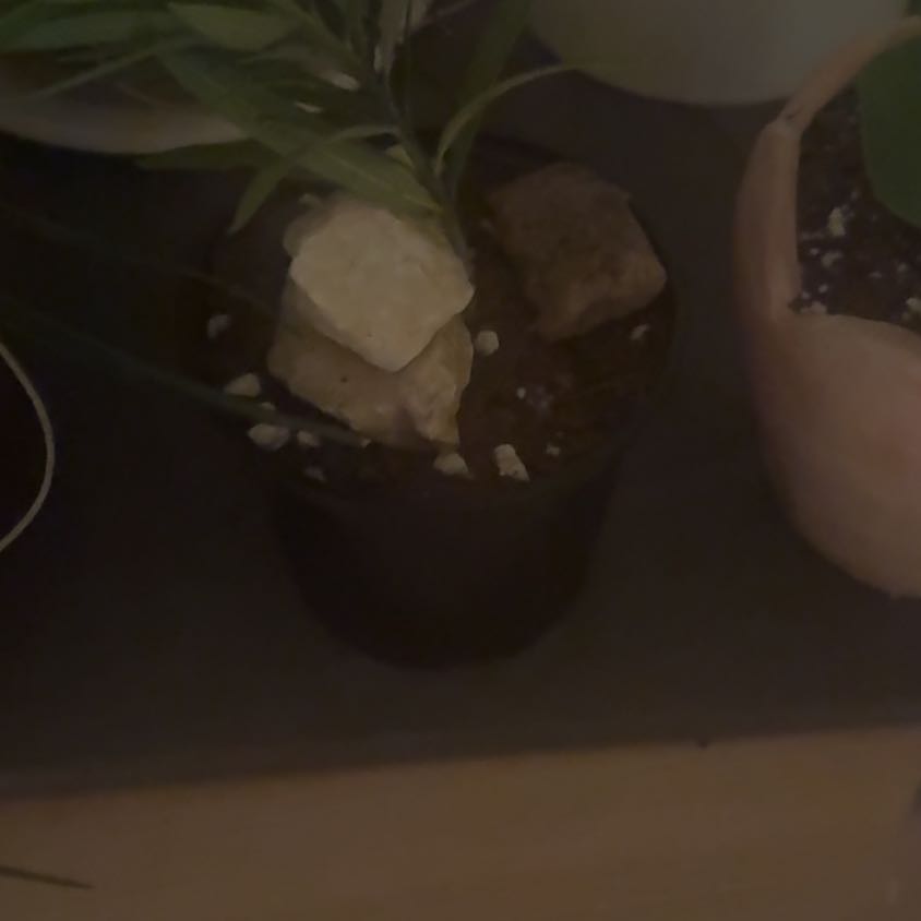 Photo of the plant species Oleander by @HotSalsa9 named Oleander on Greg, the plant care app