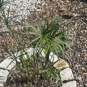 Photo of the plant species Umbrella Papyrus by @HotSalsa9 named Wall-E on Greg, the plant care app