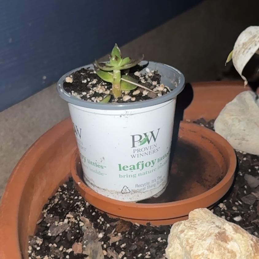 Photo of the plant species Sucula by @HotSalsa9 named Lee on Greg, the plant care app