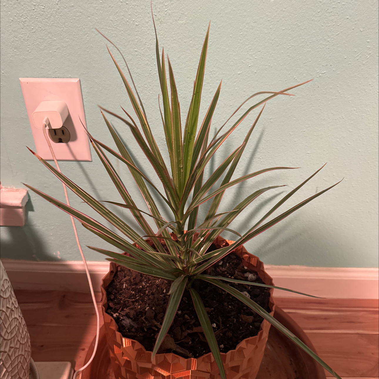 Photo of the plant species Dracaena marginata 'Bicolor' by @HotSalsa9 named Lord of the Rings on Greg, the plant care app