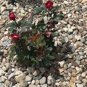 Photo of the plant species Petite Knock Out® Rose by @AdeptRimu82 named Winston on Greg, the plant care app