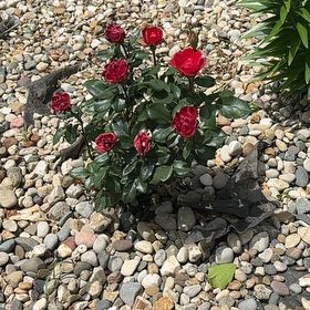 Photo of the plant species Petite Knock Out® Rose by @AdeptRimu82 named Bieber on Greg, the plant care app