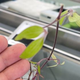 Photo of the plant species Clematis Pillu by @EarlySunburst91 named Scarlett on Greg, the plant care app