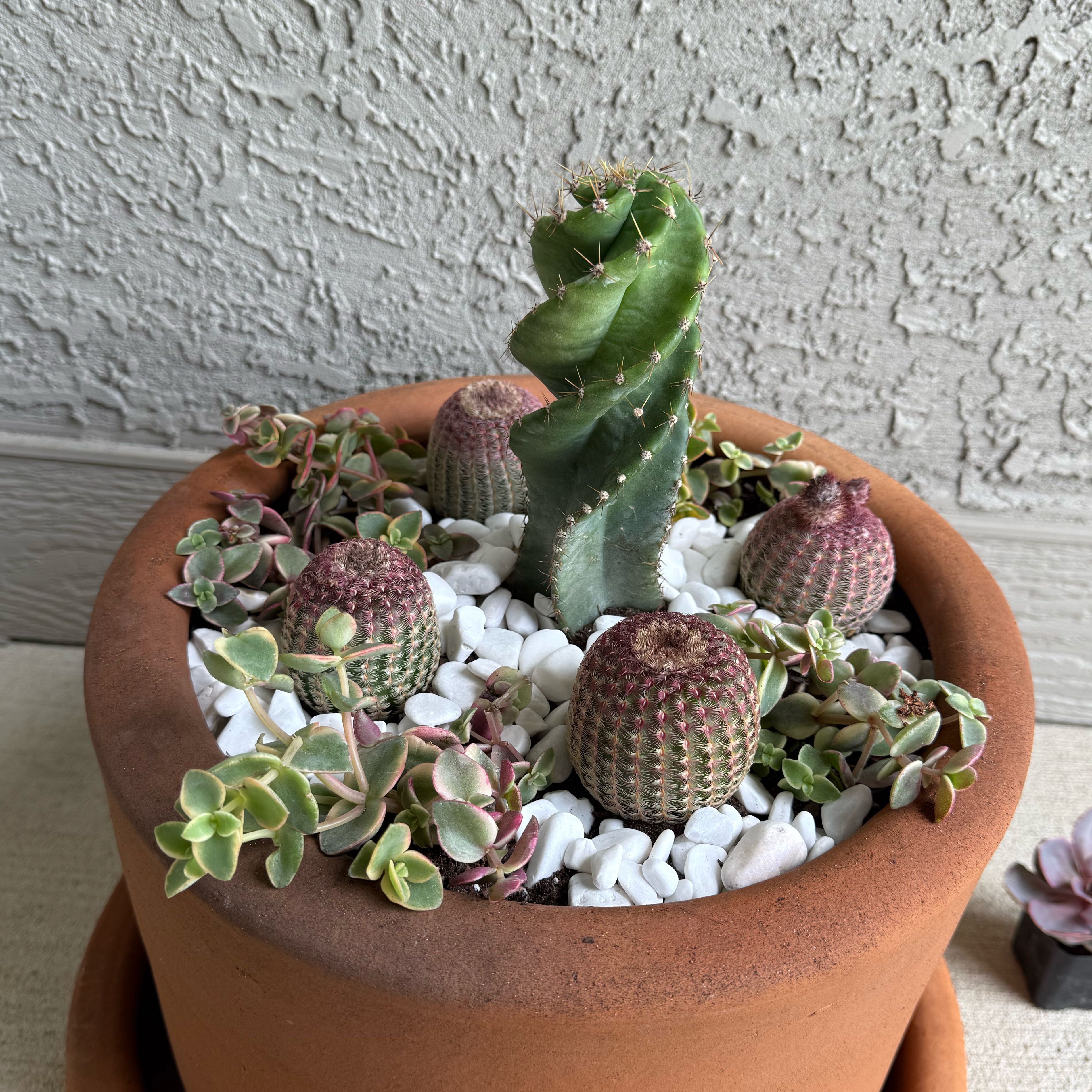 Photo of the plant species Cereus forbesii 'Giromagi' by @GoodWateroak76 named Sol on Greg, the plant care app