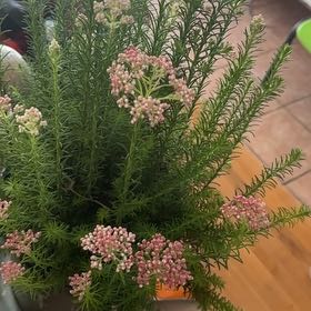 Photo of the plant species Wandering Heath by @HipDaisy15 named Rosa on Greg, the plant care app