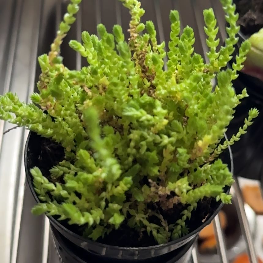 Photo of the plant species Mossy Stonecrop by @HipRedvein2 named Apollo on Greg, the plant care app