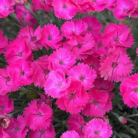 Photo of the plant species Sweet William by @TryRedwood16 named Austen on Greg, the plant care app