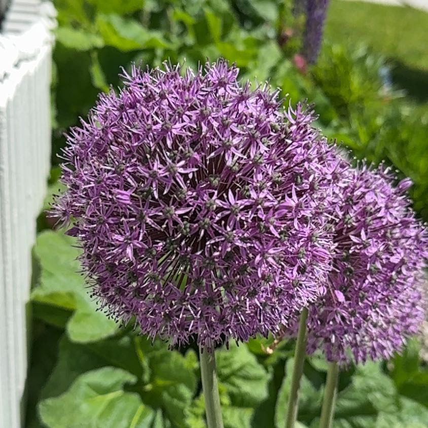 Photo of the plant species Elephant Garlic by @TryRedwood16 named Sage on Greg, the plant care app
