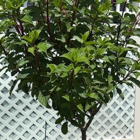 Photo of the plant species Red-Osier Dogwood by @TryRedwood16 named Leaf Erickson on Greg, the plant care app