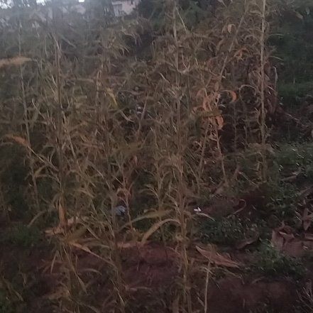 Photo of the plant species Switchcane by @TangibleCanna36 named Apollo on Greg, the plant care app